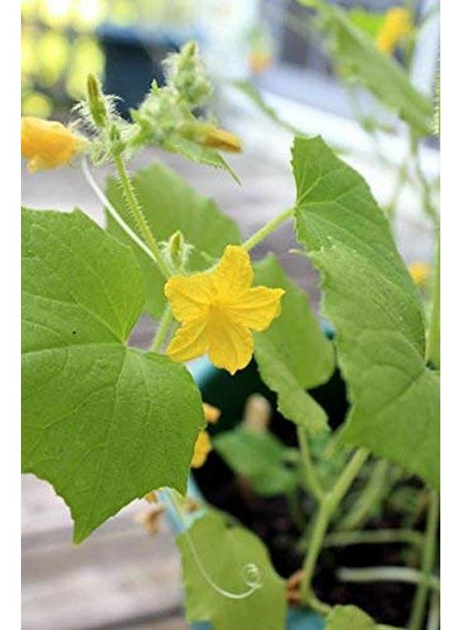 Backyard Safari Company Sunny-Side Up Gardens, Little Fresh Veggie Garden - Image 4
