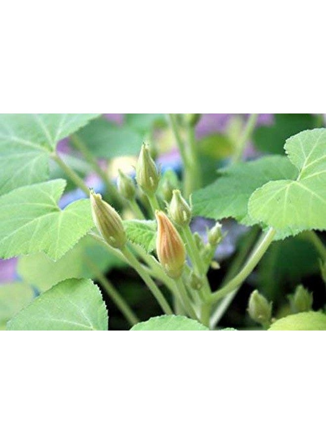 Backyard Safari Company Sunny-Side Up Gardens, Little Fresh Veggie Garden - Image 5