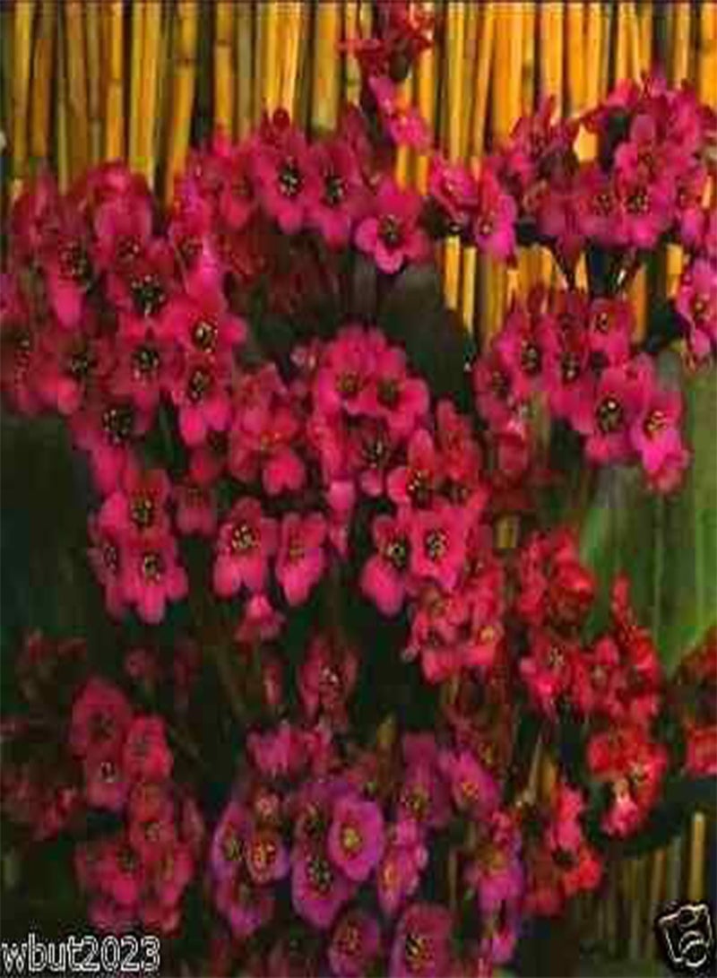 GGOOT 10 Seeds Bergenia Seeds-red-a. K. A. Heart Leaf Bergenia Pig Squeak, Winter Hardy to Zone 3 - Image 2
