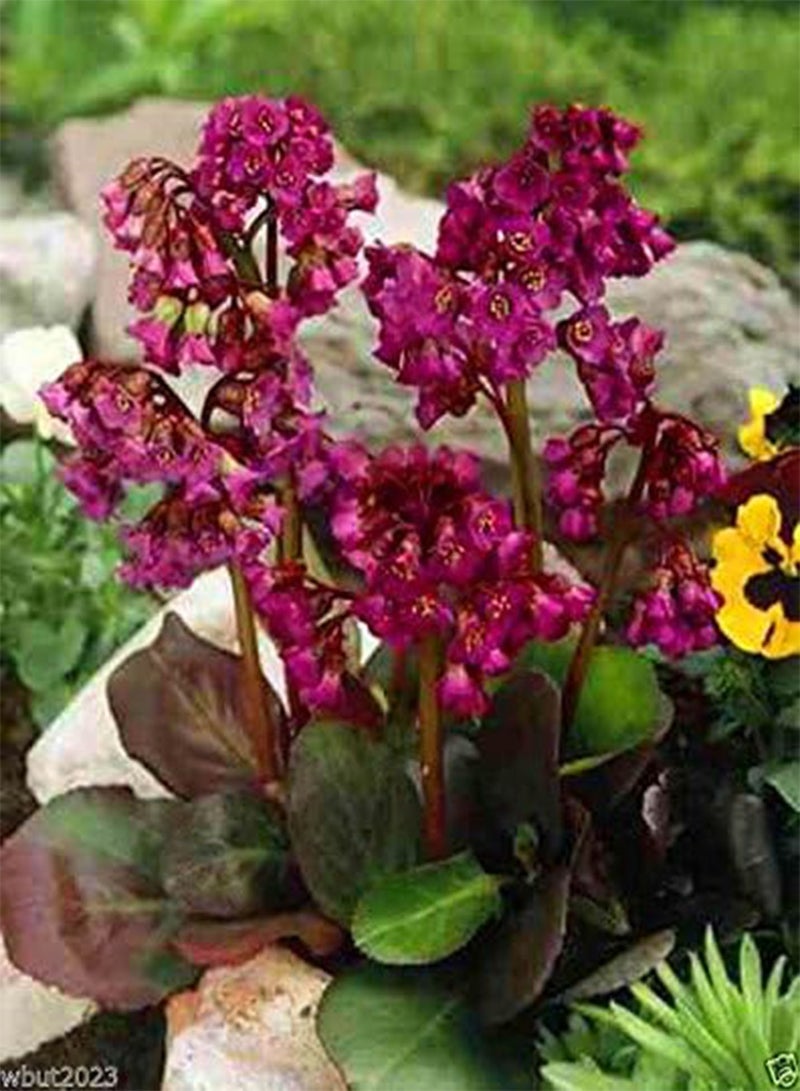 GGOOT 10 Seeds Bergenia Seeds-red-a. K. A. Heart Leaf Bergenia Pig Squeak, Winter Hardy to Zone 3 - Image 1