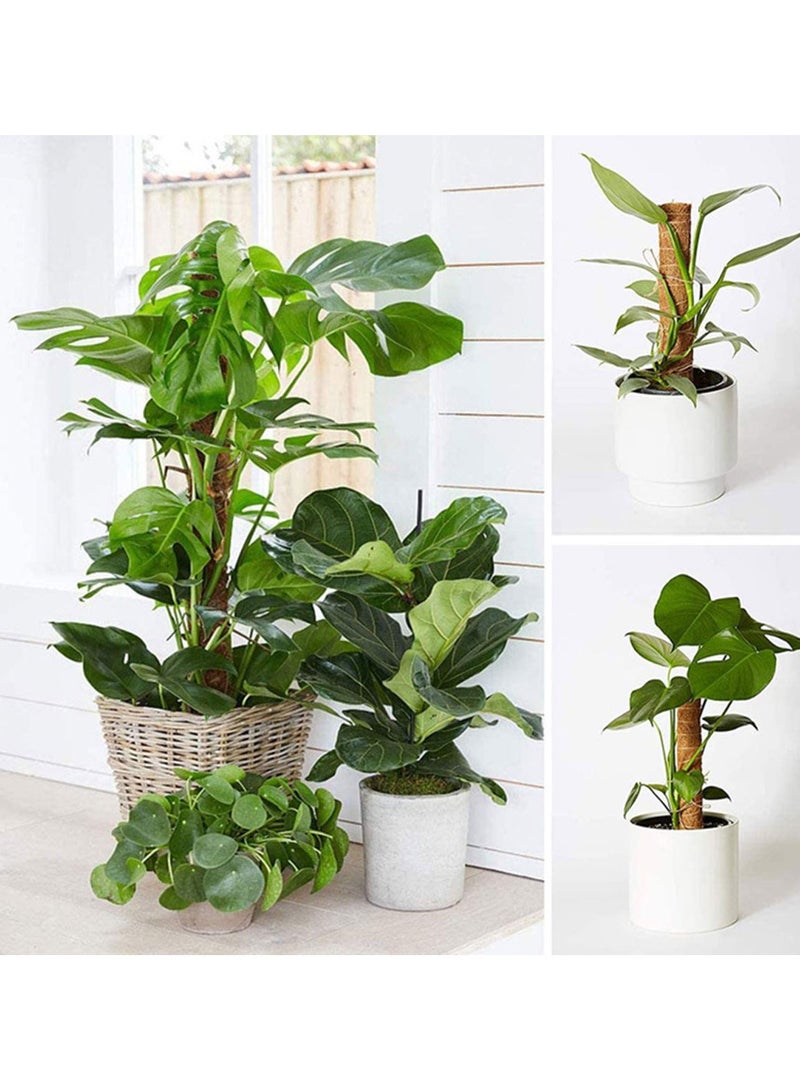 عامود تسلق و تجذير هوائي للبوتس و شبيهاتها بطول 50 سم - Image 4