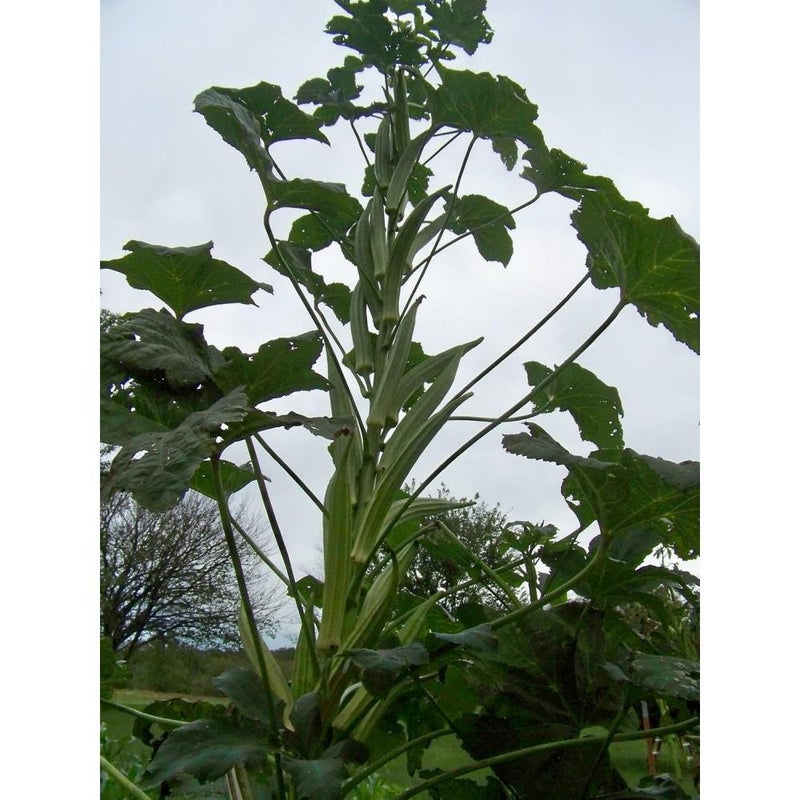 Gigante Cowhorn Okra * 25 SEMI * RARA * # 1054