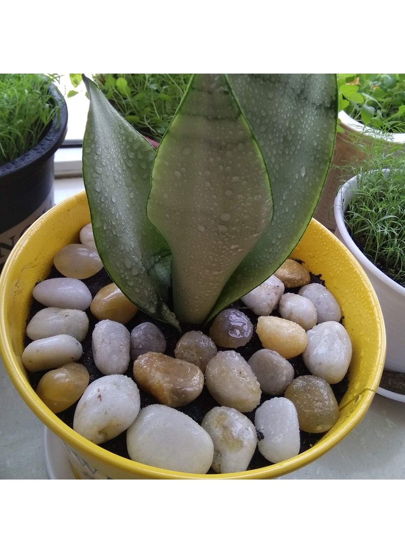 Generic - Polished River Stones Natural Decorative River Pebbles Rocks Mixed Colour Gravel River Rock for Outdoor or Indoor Decor Vase Fillers Landscaping 2.5 Kg 1 to 1.5 Inch Size - Image 1