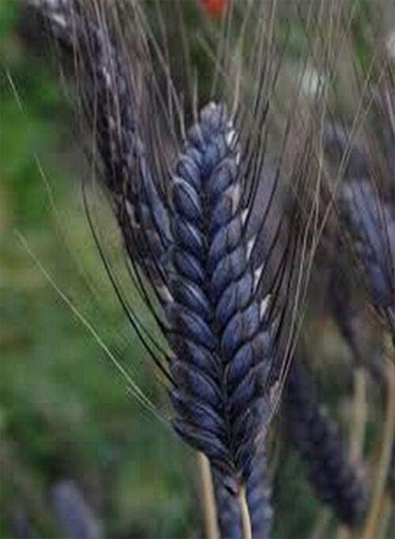 جي جوت قمح الفارس الأسود (Triticum Aestivum) - 10 بذور - Image 2