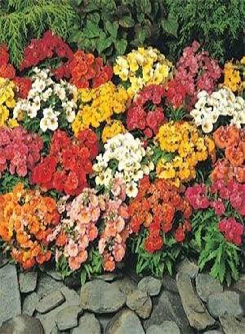 GGOOT Flower Seeds : Pouch Nemesia Seeds for Terrace Garden Flower Seeds for All Season Garden [Home Garden Seeds Eco Pack] Plant Seeds - Image 2