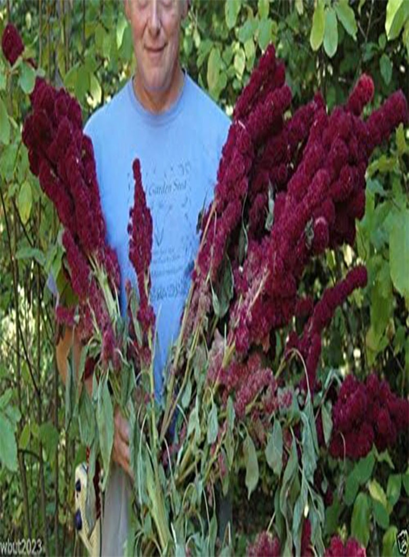 GGOOT Amaranth Seeds,'Elephant Head' (Amaranth cruentus) - Heat-loving Vegetable(500 Seeds) - Image 3
