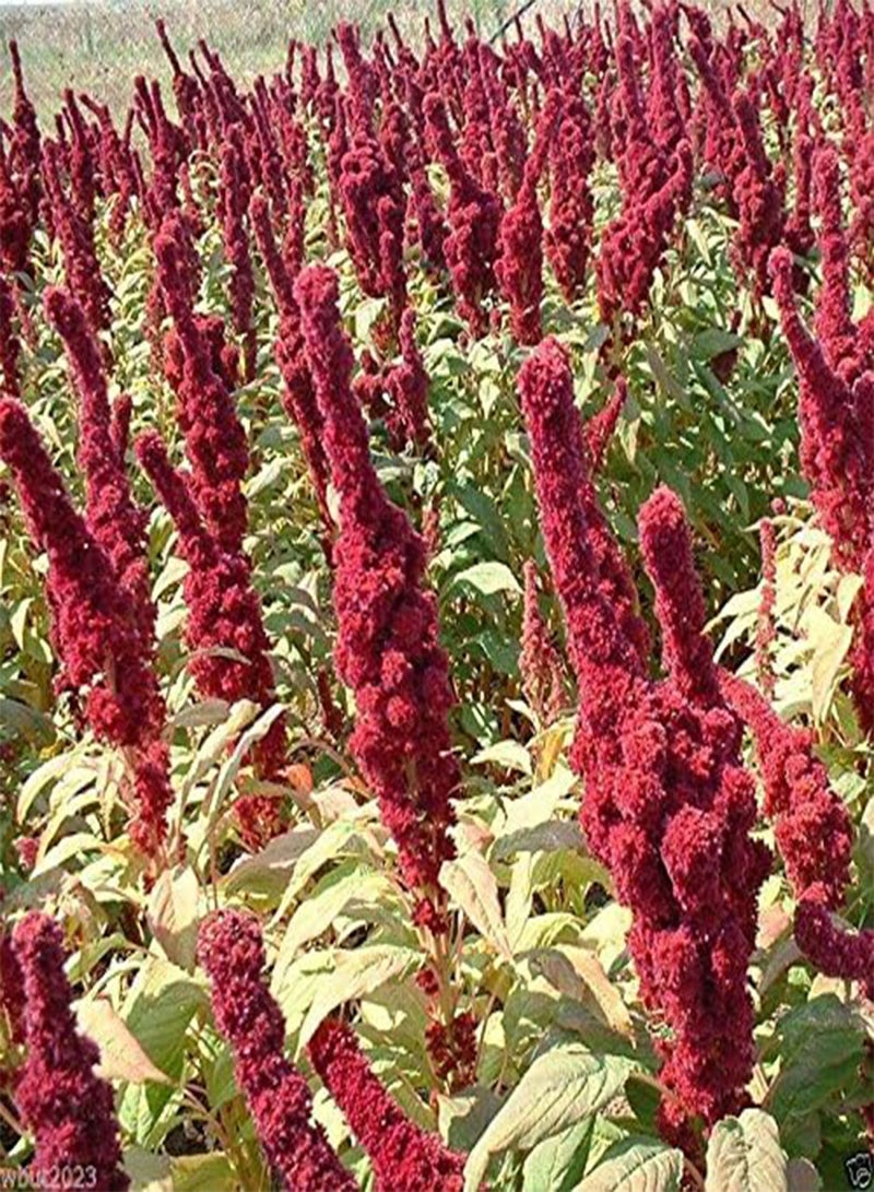 GGOOT Amaranth Seeds,'Elephant Head' (Amaranth cruentus) - Heat-loving Vegetable(500 Seeds) - Image 1