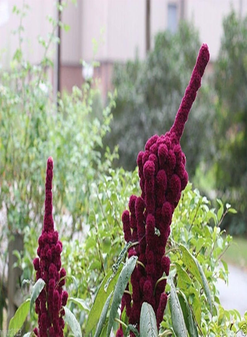 GGOOT Amaranth Seeds,'Elephant Head' (Amaranth cruentus) - Heat-loving Vegetable(500 Seeds) - Image 2