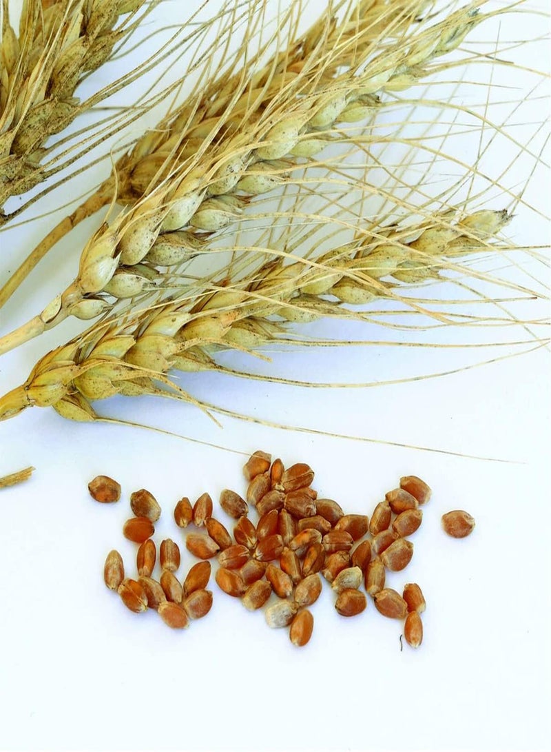 GGOOT Grain Crop Wheat Spring Glenn Non-GMO, Heirloom Seeds 10 Ounce Package - Image 1