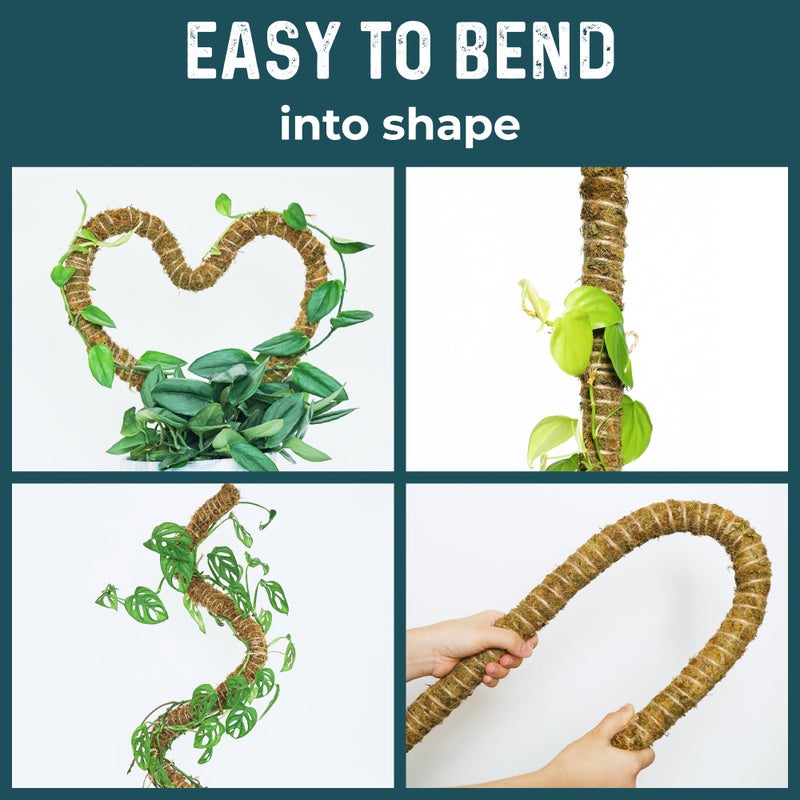 K-Brands 2 Pack 42'' Bendable Moss Pole Monstera Plant Support - Real Forest Moss for Climbing Indoor Plants - Stakes for Potted Climbers - Tall Sticks Indoor Trellis for Houseplants - Pot Accessories - Image 4