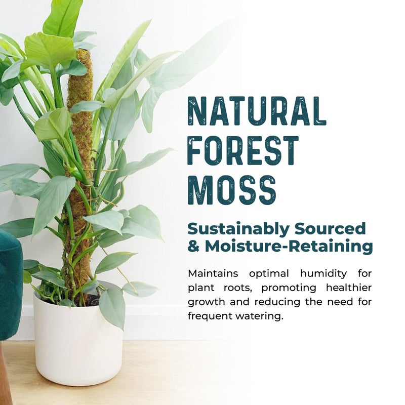 K-Brands 2 Pack 42'' Bendable Moss Pole Monstera Plant Support - Real Forest Moss for Climbing Indoor Plants - Stakes for Potted Climbers - Tall Sticks Indoor Trellis for Houseplants - Pot Accessories - Image 3