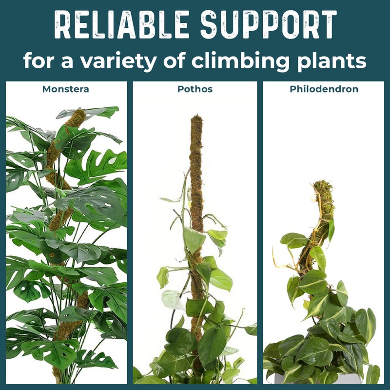 K-Brands 2 Pack 42'' Bendable Moss Pole Monstera Plant Support - Real Forest Moss for Climbing Indoor Plants - Stakes for Potted Climbers - Tall Sticks Indoor Trellis for Houseplants - Pot Accessories - Image 5