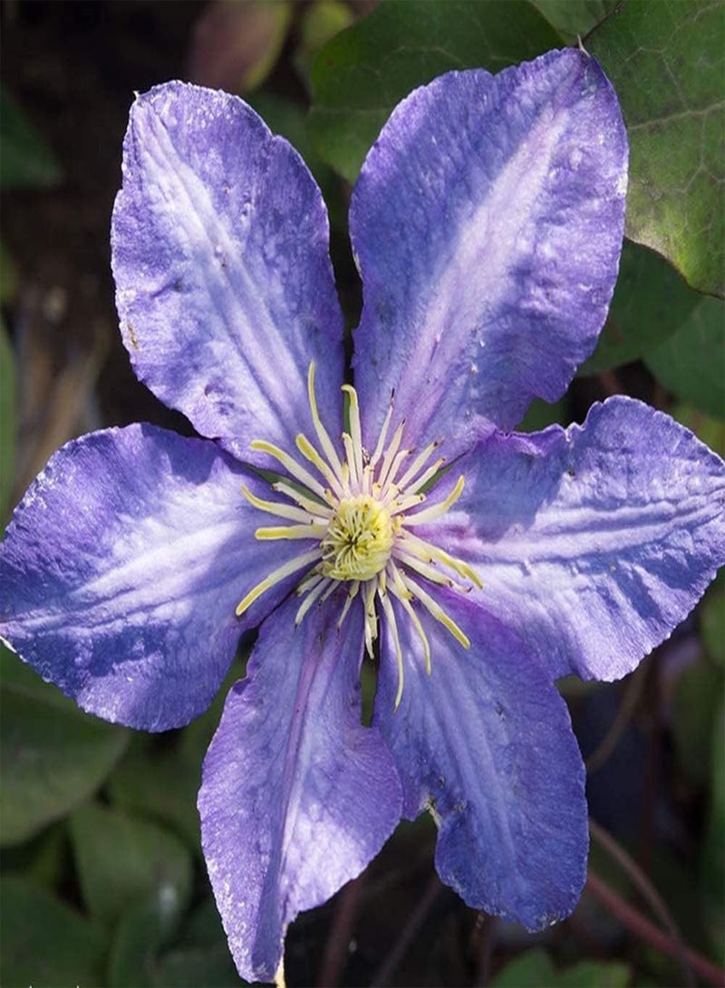 GGOOT 100pcs Purple Clematis Seeds Light Frame Unique Strong Adaptability Suitable for novice gardeners to plant outdoors in their own home - Image 1