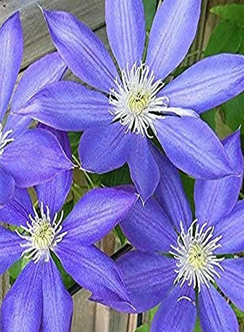 GGOOT 100pcs Purple Clematis Seeds Light Frame Unique Strong Adaptability Suitable for novice gardeners to plant outdoors in their own home - Image 2