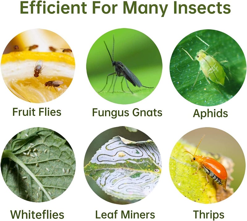 Stingmon 36 Pack Fruit Fly Trap for Indoors, Fungus Gnat Killer Indoor Sticky Traps for Mosquito, Bug Insect Catcher Killer for Houseplant - Image 5