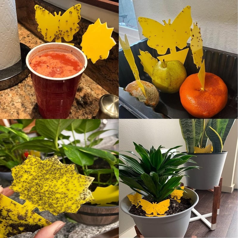 Stingmon 36 Pack Fruit Fly Trap for Indoors, Fungus Gnat Killer Indoor Sticky Traps for Mosquito, Bug Insect Catcher Killer for Houseplant - Image 3
