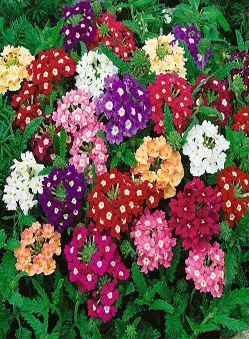 GGOOT 50pcs Fresh Verbena Flower Seeds - Image 1