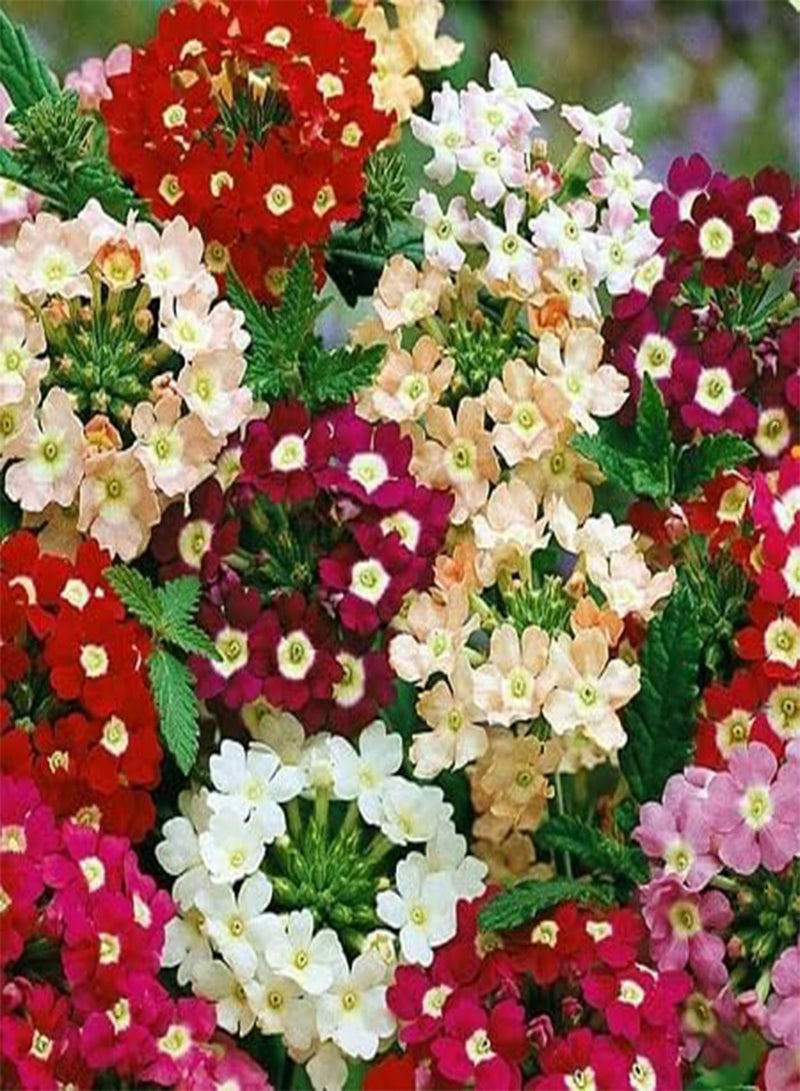 GGOOT 50pcs Fresh Verbena Flower Seeds - Image 2