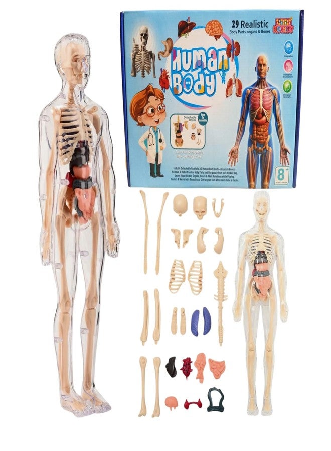 Braintastic 3D Human Anatomy Model Kit for Kids | Educational STEM Science Toy with Removable Organs & Body Parts | Learning Model for Children 8+ Years - Image 2