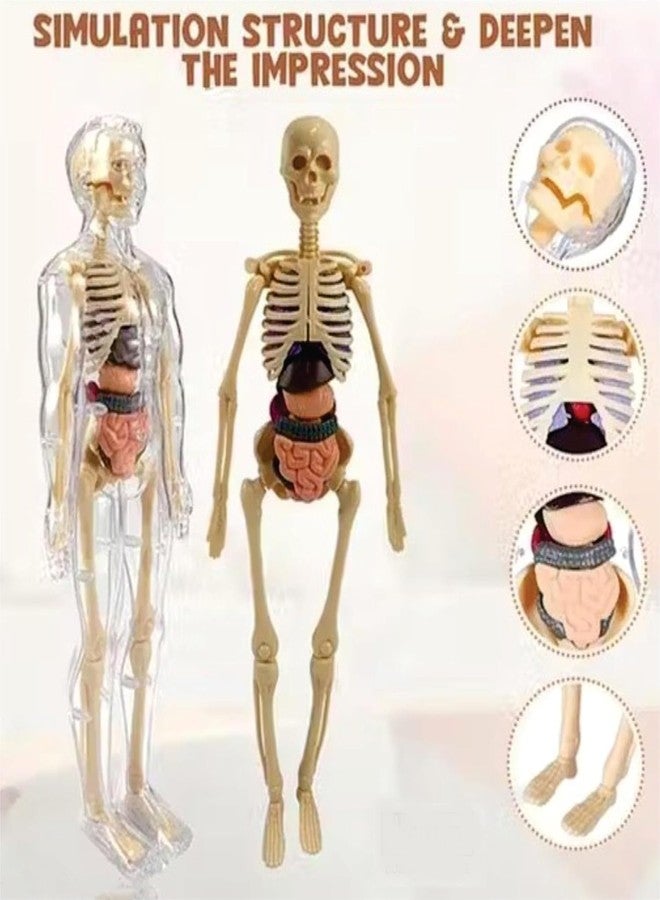 Braintastic 3D Human Anatomy Model Kit for Kids | Educational STEM Science Toy with Removable Organs & Body Parts | Learning Model for Children 8+ Years - Image 5