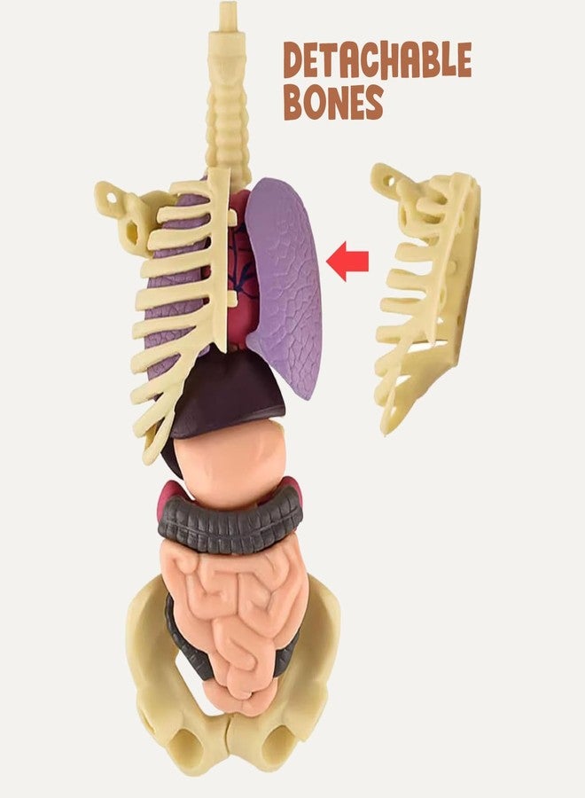Braintastic 3D Human Anatomy Model Kit for Kids | Educational STEM Science Toy with Removable Organs & Body Parts | Learning Model for Children 8+ Years - Image 4