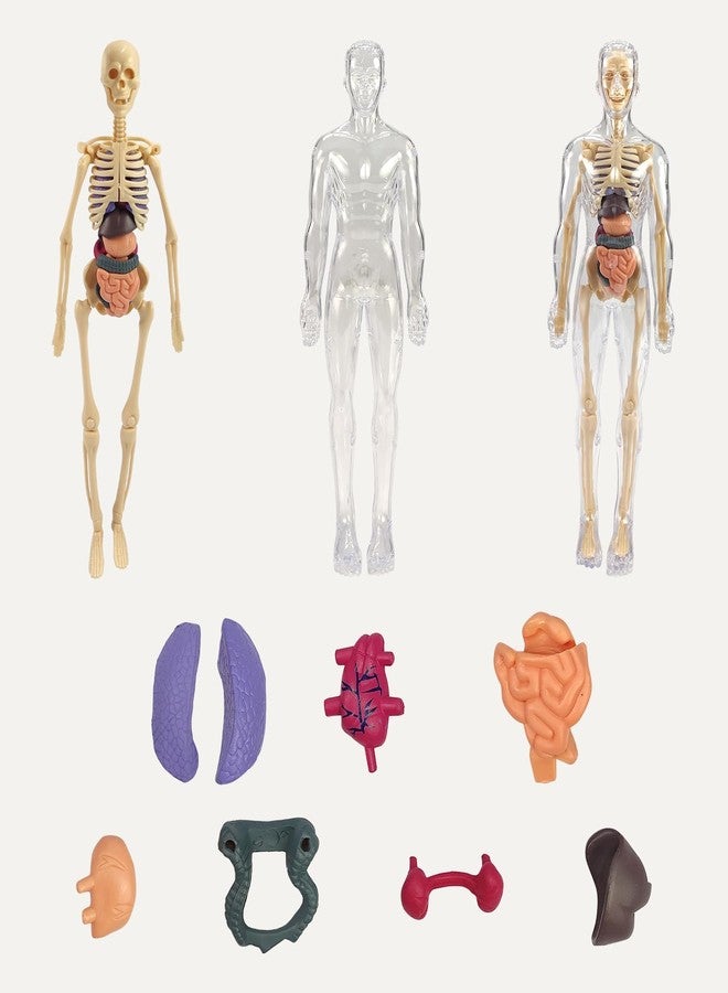 Braintastic 3D Human Anatomy Model Kit for Kids | Educational STEM Science Toy with Removable Organs & Body Parts | Learning Model for Children 8+ Years - Image 3