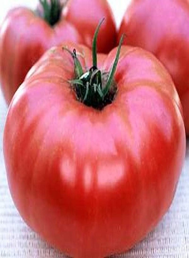 GGOOT Seeds Brandywine Pink Potato Leaf Tomato Seeds - Image 1