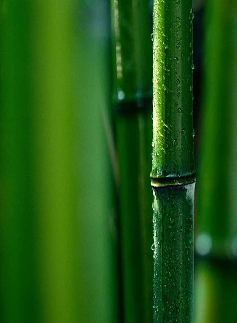 GGOOT 200Pcs Bamboo Seeds Exotic Ornamental Trees for Outdoor Fields and Hillsides Planting Beautify Environment Create Natural Landscape - Image 2