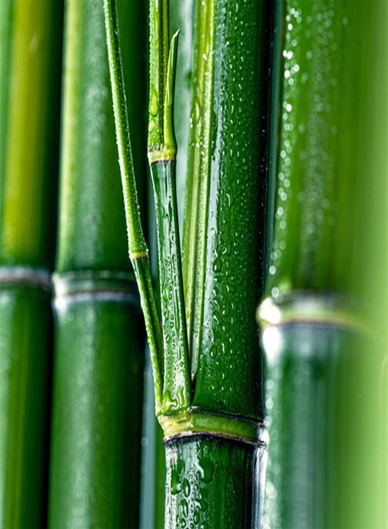 GGOOT 200Pcs Bamboo Seeds Exotic Ornamental Trees for Outdoor Fields and Hillsides Planting Beautify Environment Create Natural Landscape - Image 1