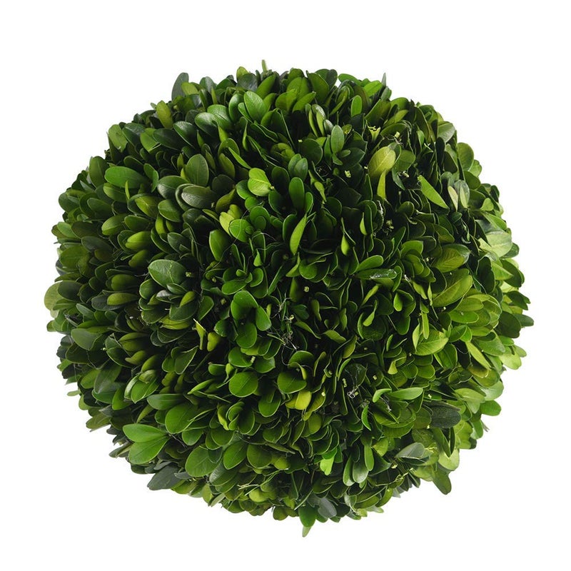 BOXWOOD WORLD BoxwoodWorld Boxwood Topiary Ball 5"" Preserved Boxwood Topiary Plant Wedding Decor Indoor Plant Ball Topiary Tree Substitute Christmas Decorative Ball  - Image 1