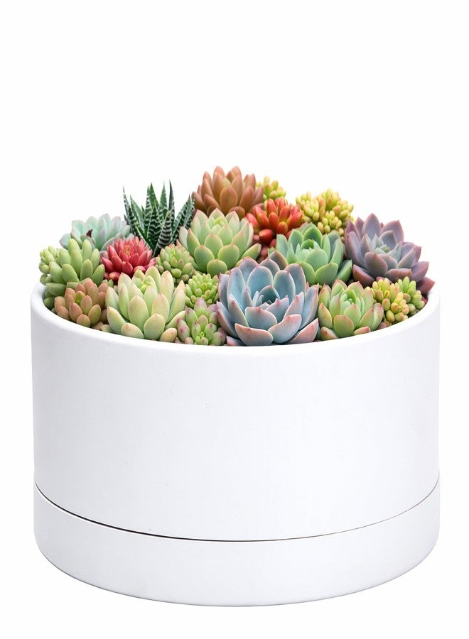 D'vine Dev 10 Inch Plastic Shallow Planter, Large Round Succulent Plant Pot with Drainage Hole and Sauce, Decorative Bonsai Pot for Indoor Plants, White, 76-Z-A-2 - Image 1