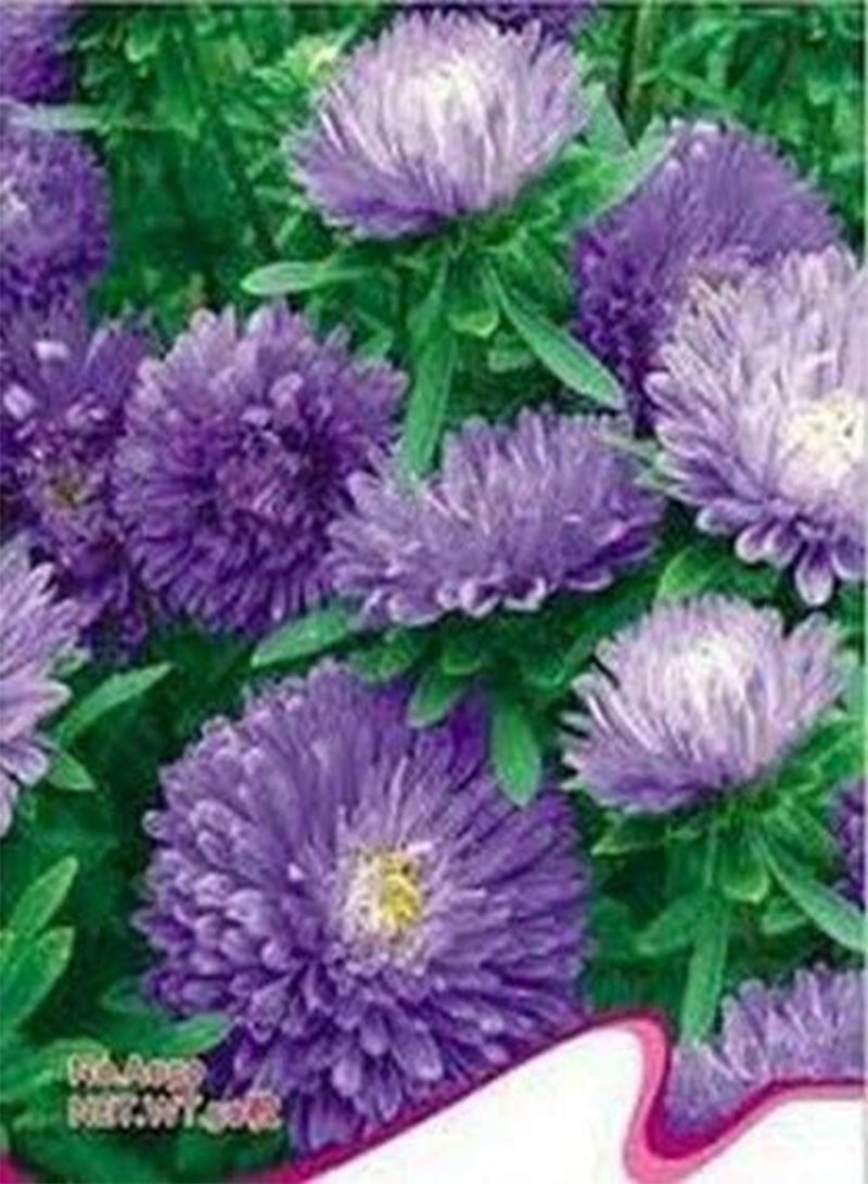 جي جوت أستر (كاليستيفوس طويل مزدوج غريملين) - لافندر - 50 بذرة - Image 2