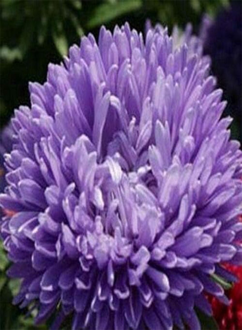 جي جوت أستر (كاليستيفوس طويل مزدوج غريملين) - لافندر - 50 بذرة - Image 1