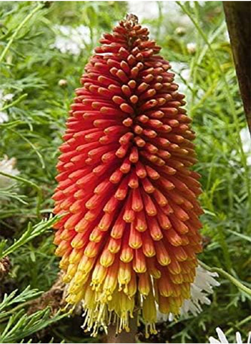 GGOOT Seeds Red Hot Poker (Kniphofia Torch Lily Tritoma) Giant Perennial Flowers NON GMO  - Image 1