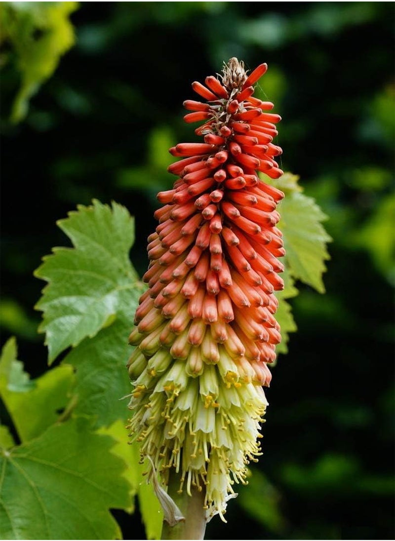 GGOOT Seeds Red Hot Poker (Kniphofia Torch Lily Tritoma) Giant Perennial Flowers NON GMO  - Image 3