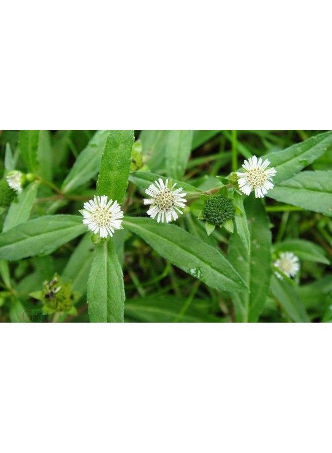 neotea Karisali Hair Oil 250 Ml - Image 3