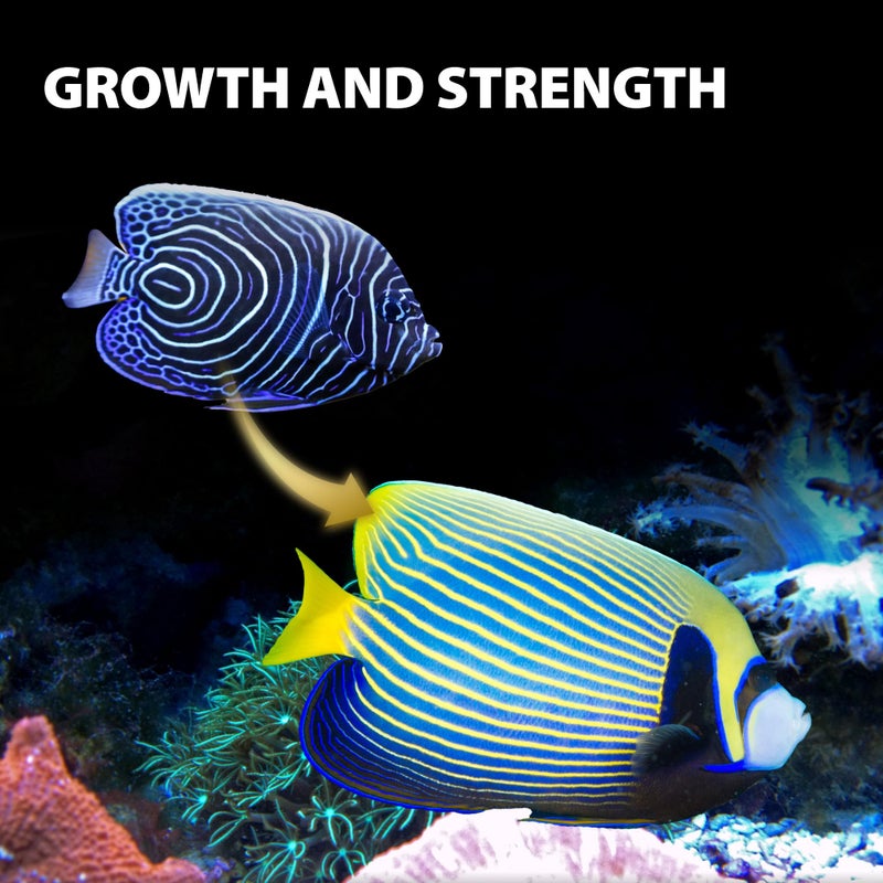 GOOD PARTNER Purify Series for Marine Fish Food, Saltwater Fish Sinking Pellets, Suitable for Clown Fish, All Natural Ingredients, 2.65 oz (Pack of 1) - Image 4