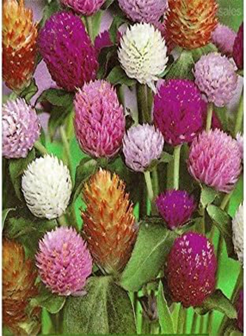 GGOOT 50 Globe Amaranth Mix Seeds,Flower for Fresh and Dried Arrangements - Image 3