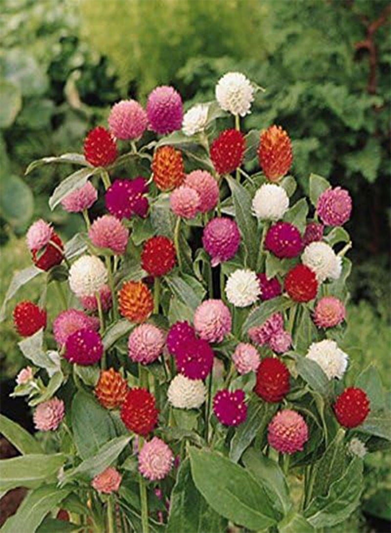 GGOOT 50 Globe Amaranth Mix Seeds,Flower for Fresh and Dried Arrangements - Image 2
