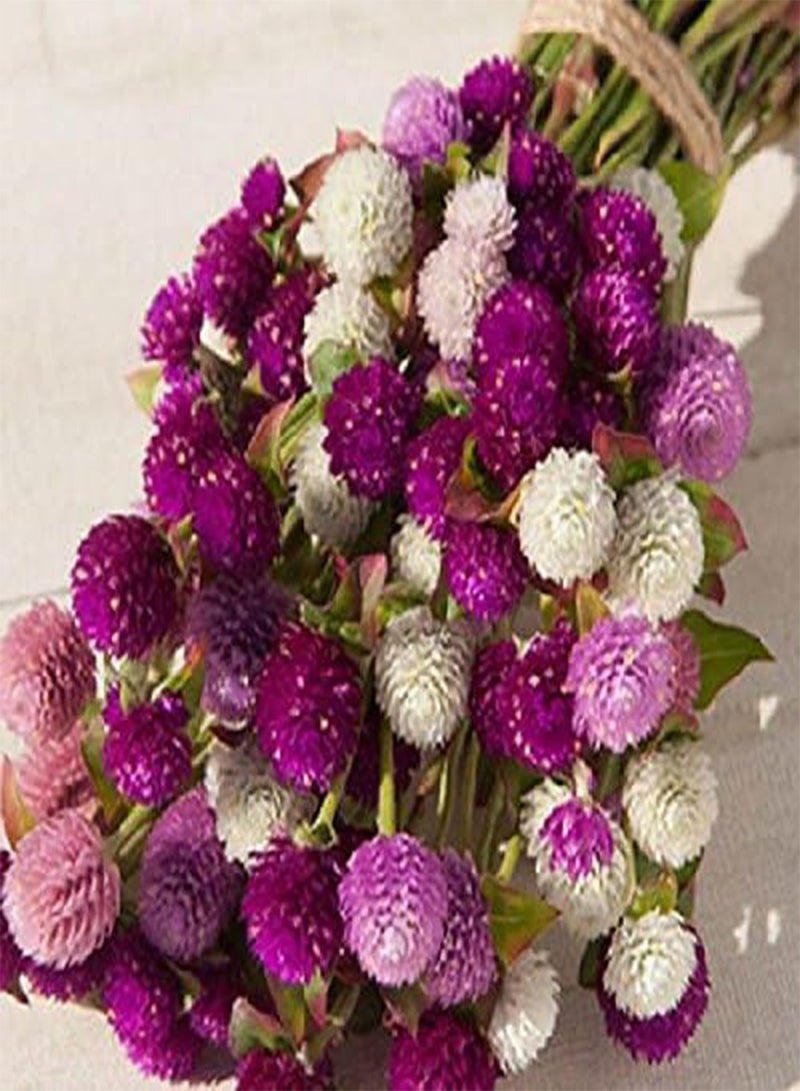 GGOOT 50 Globe Amaranth Mix Seeds,Flower for Fresh and Dried Arrangements - Image 1
