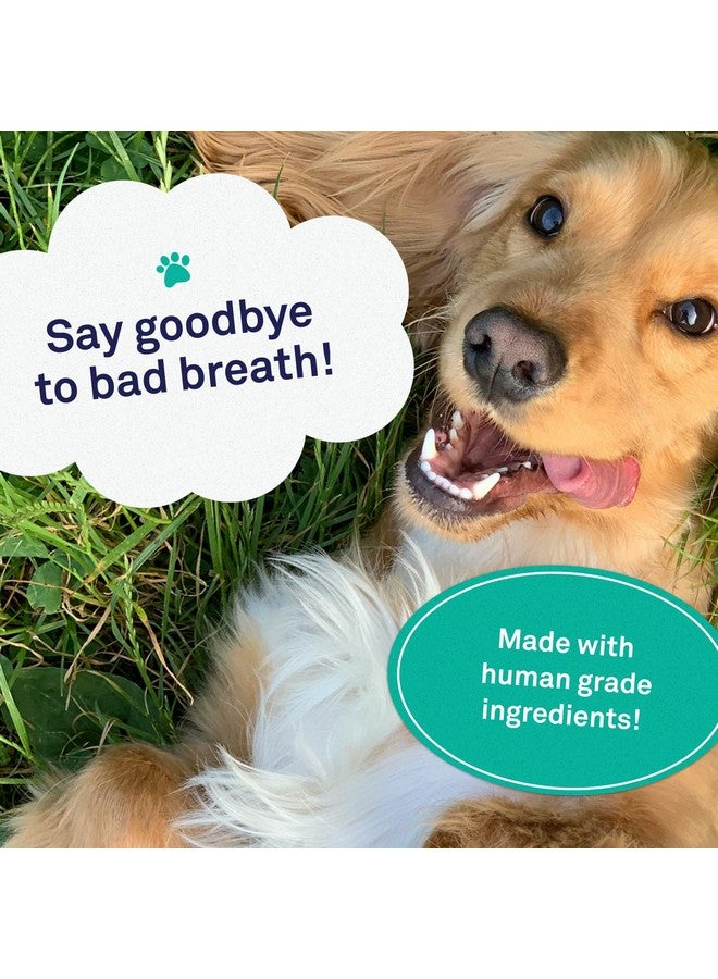 Petpost | Fresh Breath Foam For Dogs  Mint & Apple Flavored Dental Solution That Eliminates Bad Breath  Natural Tooth Cleaning Treatment 5 Oz. - Image 3