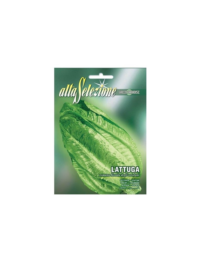 KNP Lettuce Bionda Ortolani Seeds 