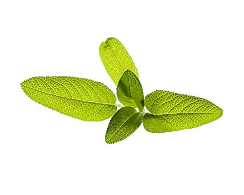 Click and Grow Smart Garden Garden Sage Plant Pods, 3-Pack - Image 2