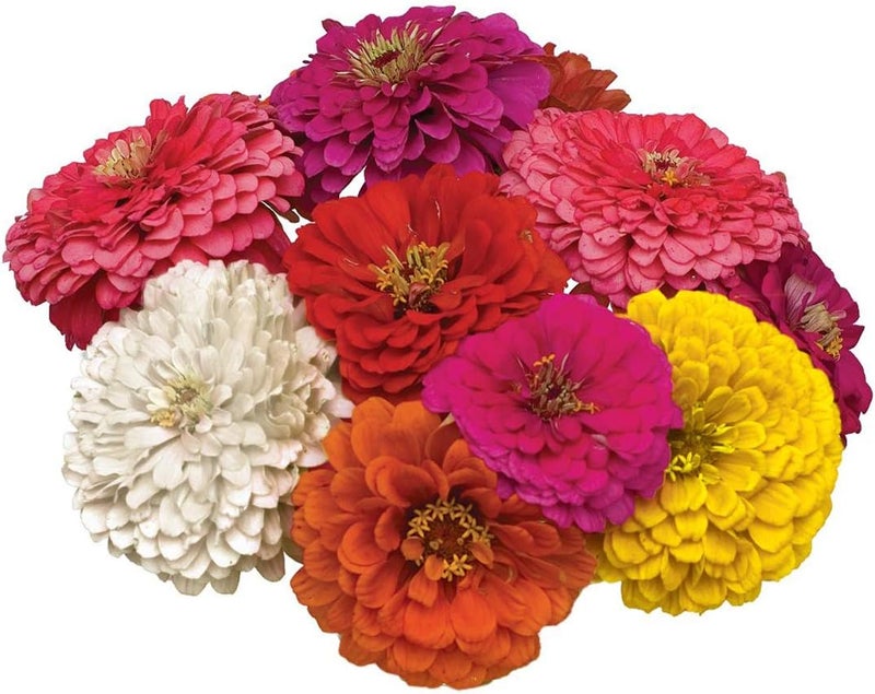 Burpee State Fair Mix Zinnia Seeds 100 seeds - Image 1