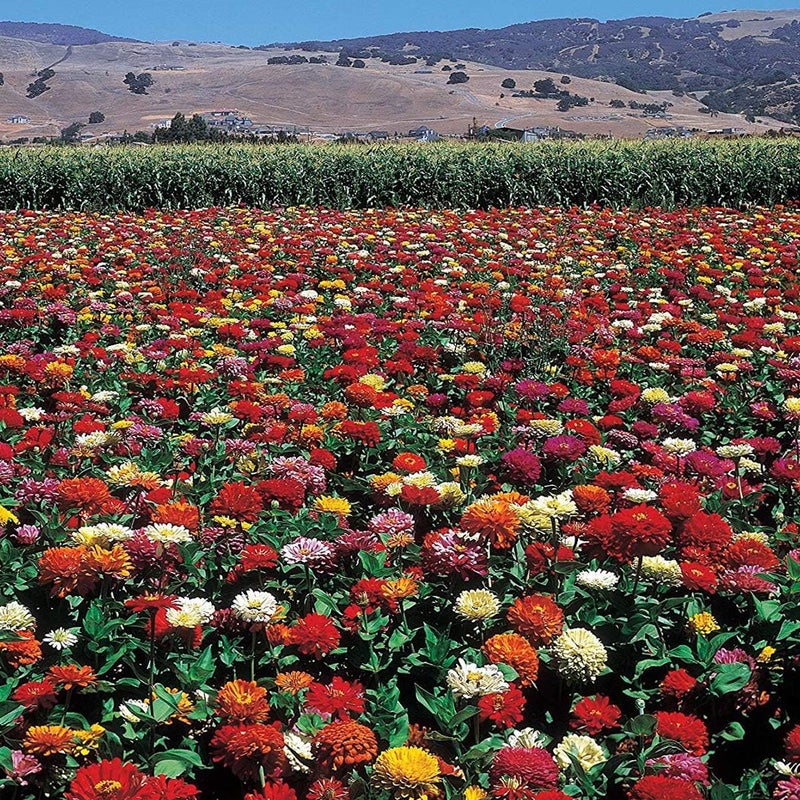 Burpee State Fair Mix Zinnia Seeds 100 seeds - Image 2