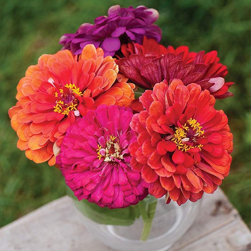 Burpee State Fair Mix Zinnia Seeds 100 seeds - Image 3