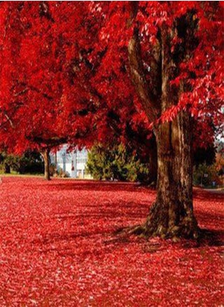 50 particles Beautiful Japanese Red Maple Seeds, tree seed - pzsku/Z6D0023998A1EDE7E0838Z/45/_/1741600602/53cbed57-152b-4587-b273-7e39ed523fd9