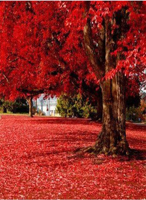50 particles Beautiful Japanese Red Maple Seeds, tree seed