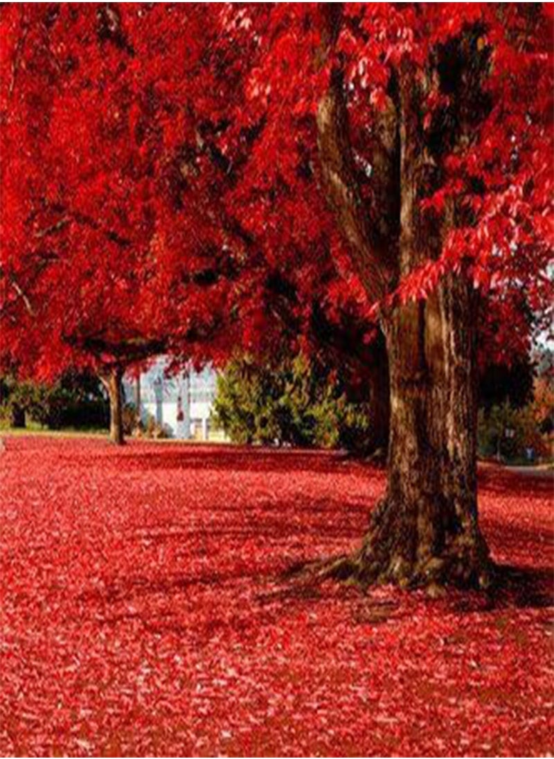 GGOOT - 50 particles Beautiful Japanese Red Maple Seeds, tree seed - Image 1