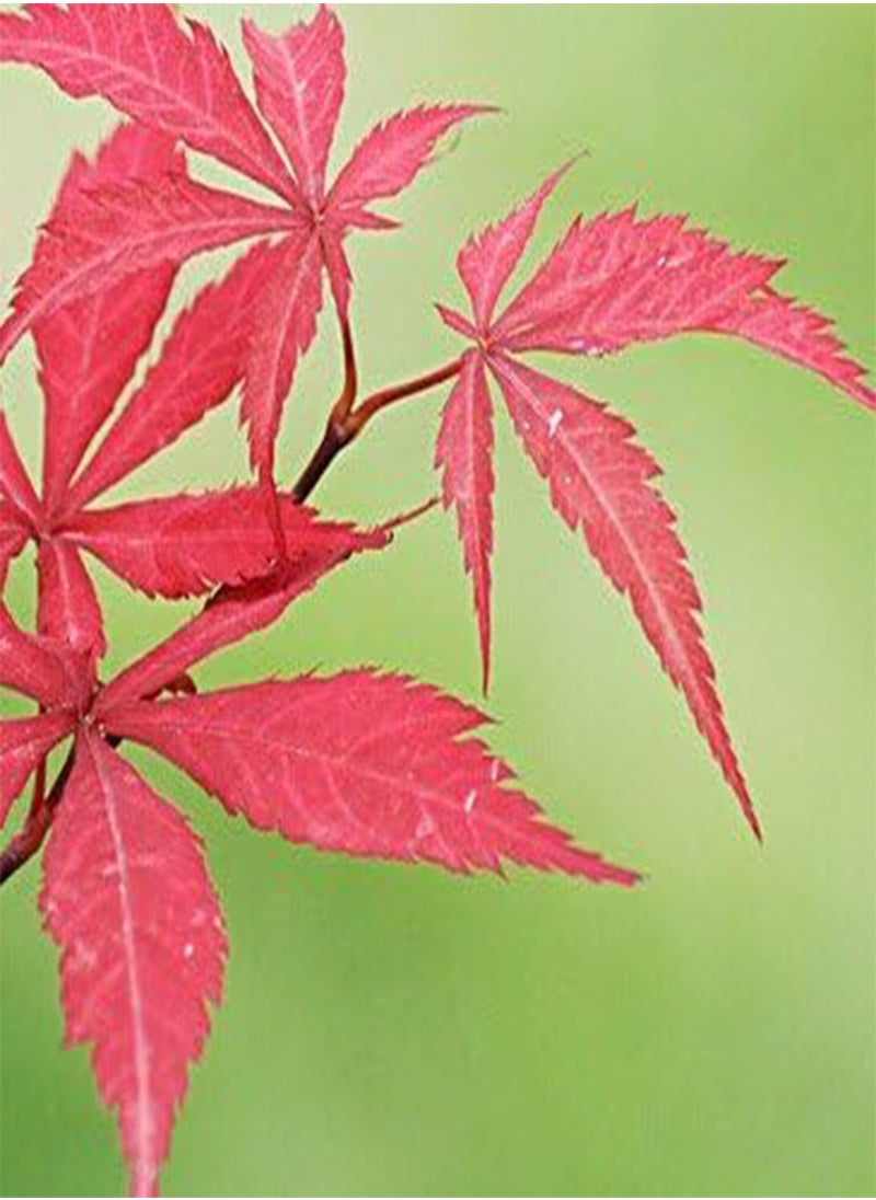 GGOOT - 50 particles Beautiful Japanese Red Maple Seeds, tree seed - Image 1